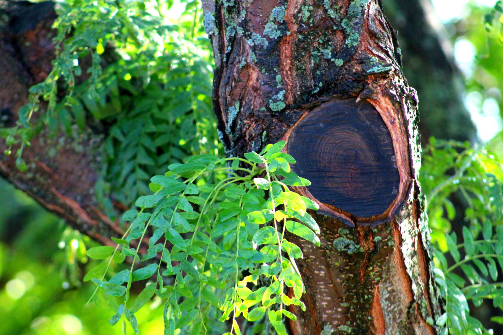 Canon EF 75-300mm f/4-5.6 sample photo