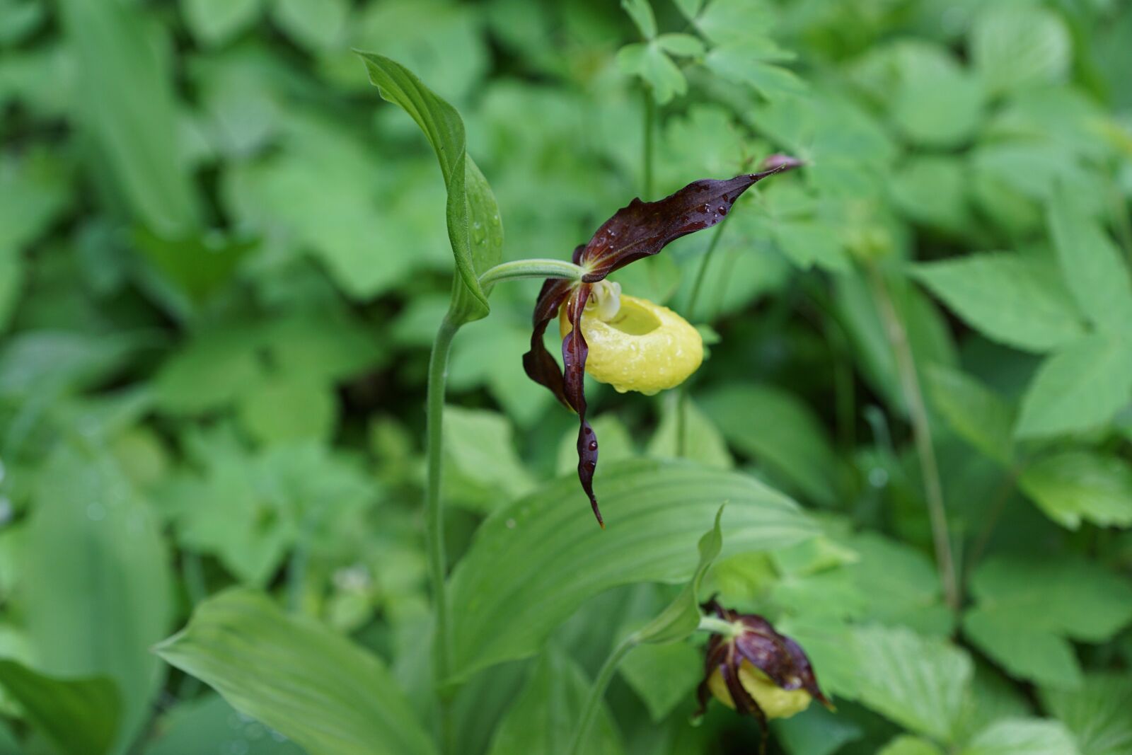 Sony DT 16-50mm F2.8 SSM sample photo. Flower, orchid, frauenschuh photography