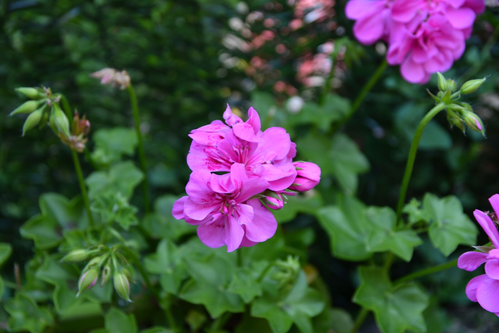 Nikon D500 sample photo. Flowers, violet, nature photography