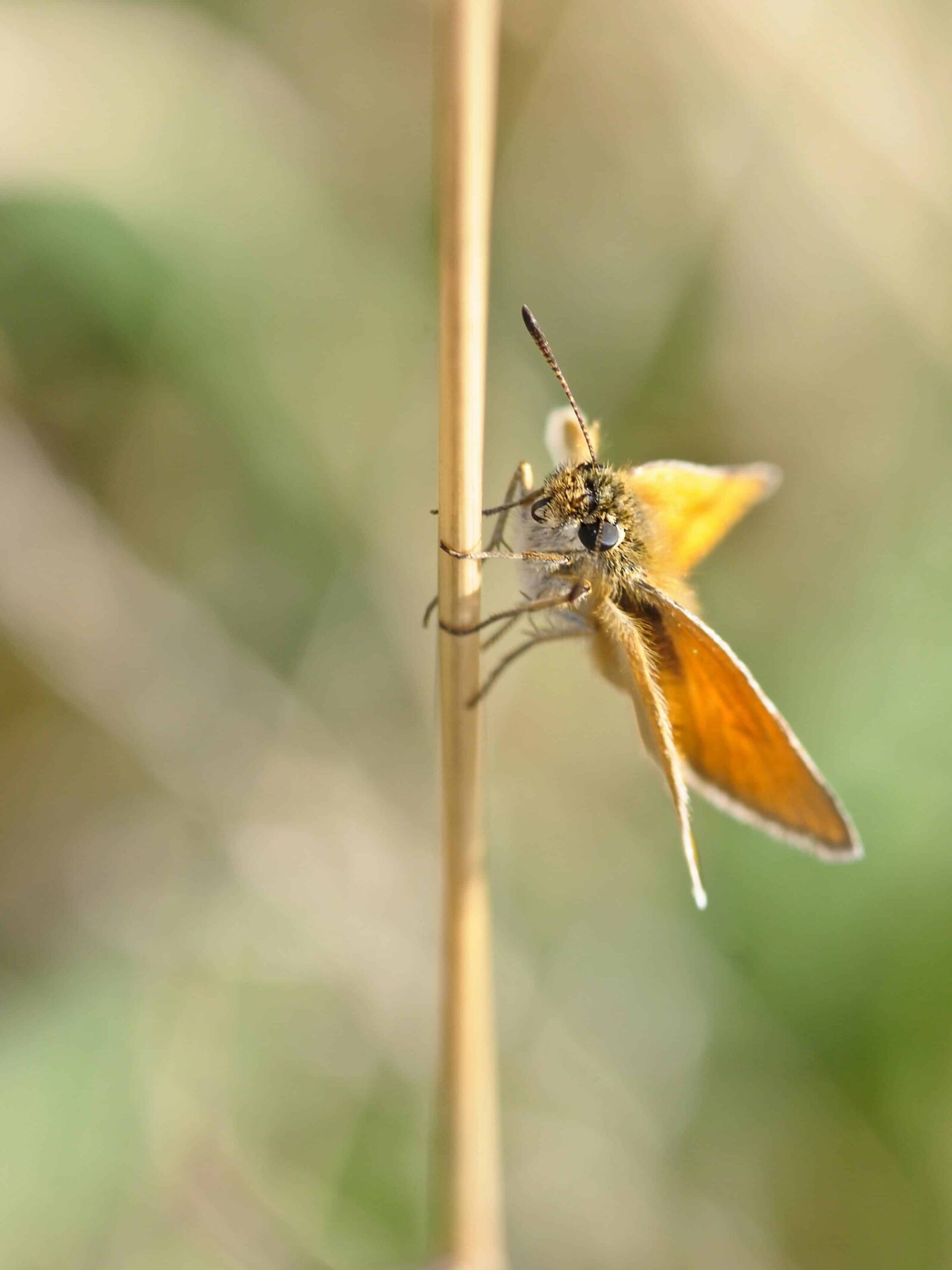 Nikon D300 sample photo. Brown butterfly, wildlife, nature photography