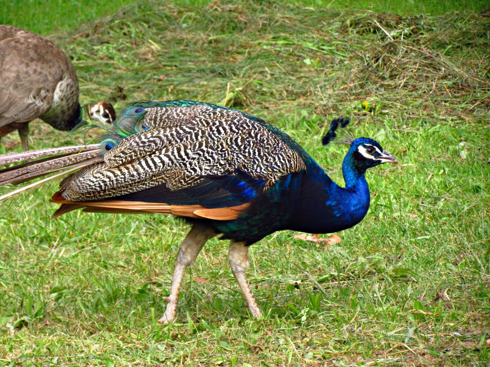 Canon PowerShot SX30 IS sample photo. Peacock, bird, nature photography