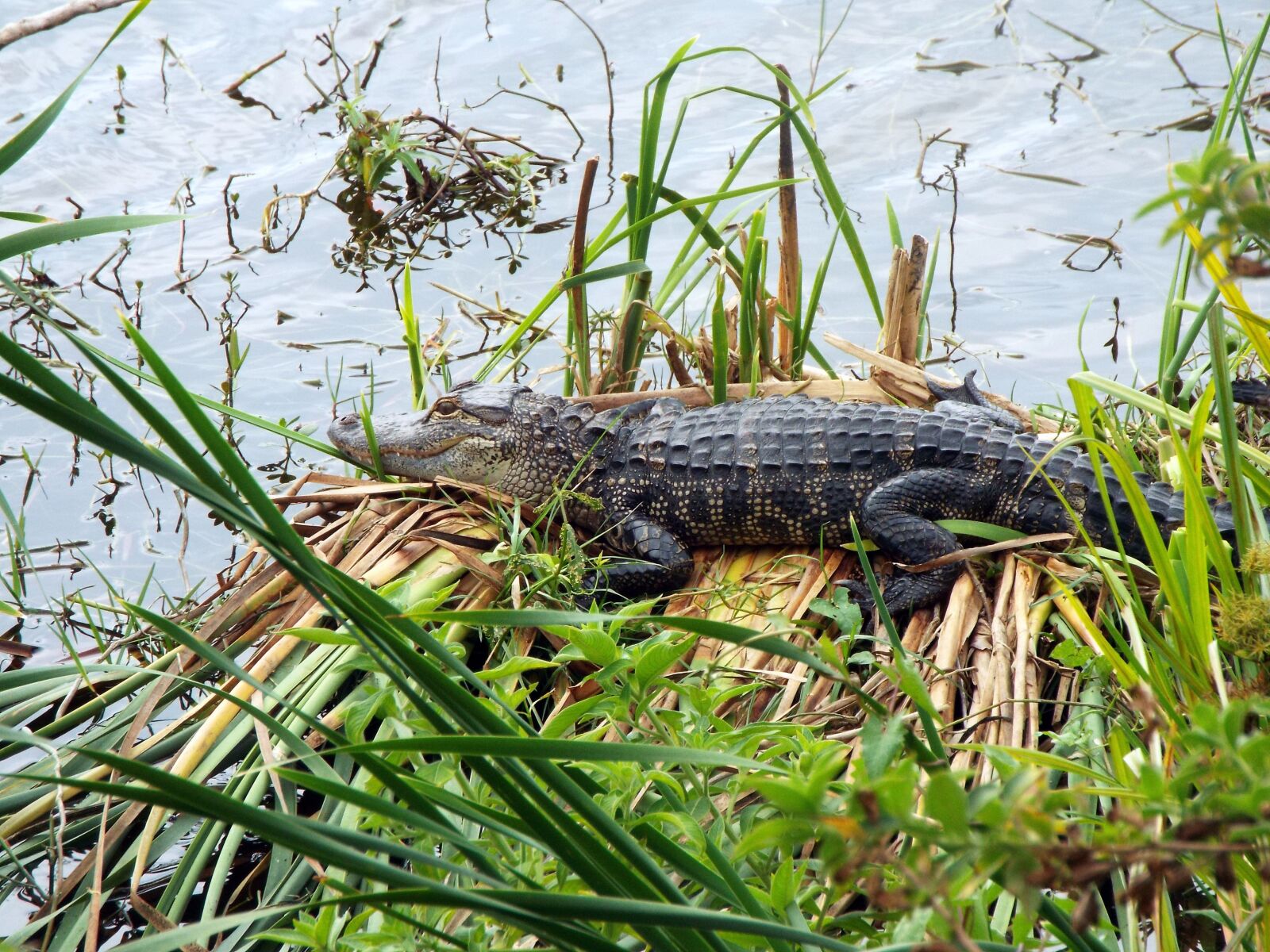 Fujifilm FinePix S9800 sample photo. Alligator, pond, wild photography