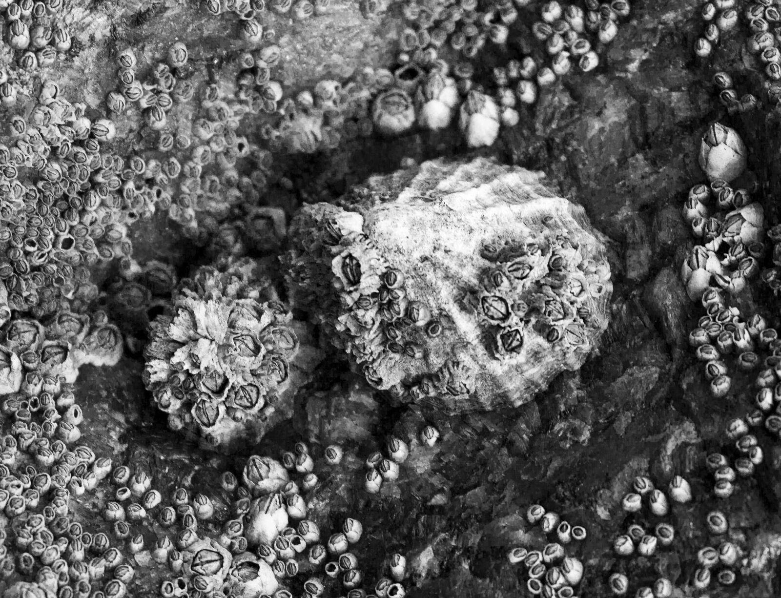 Canon EOS 650D (EOS Rebel T4i / EOS Kiss X6i) sample photo. Barnacle, black and white photography