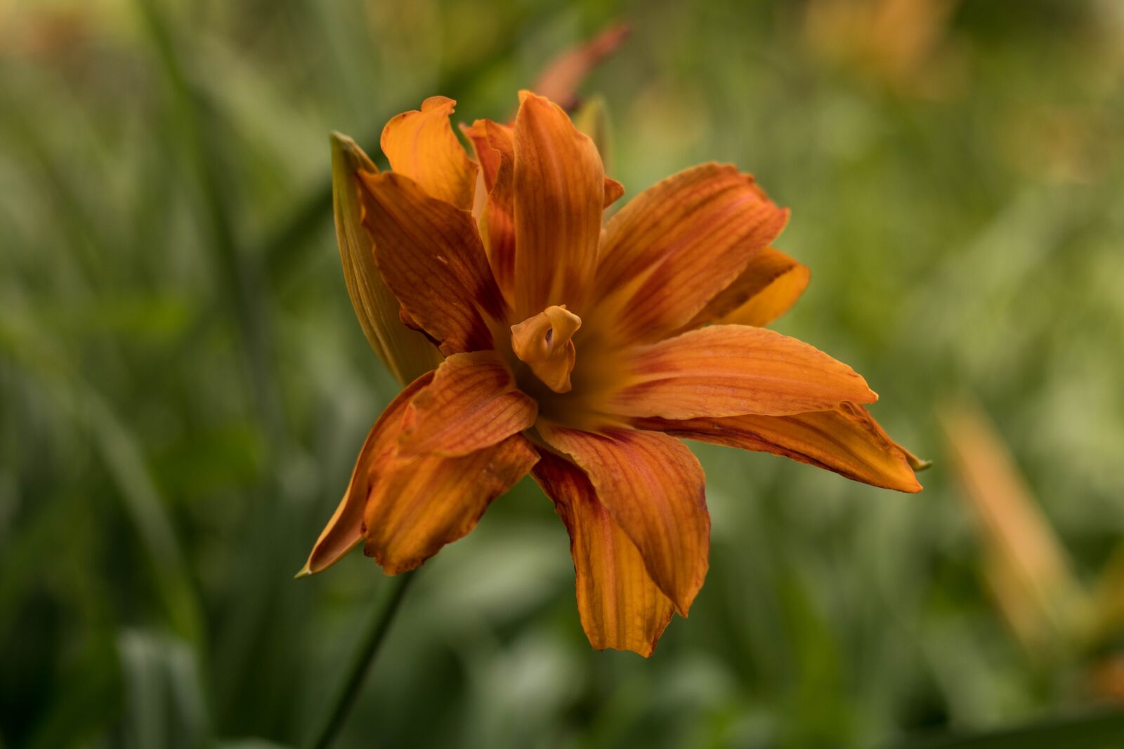 Canon EOS 80D sample photo. Flower, nature, organic photography