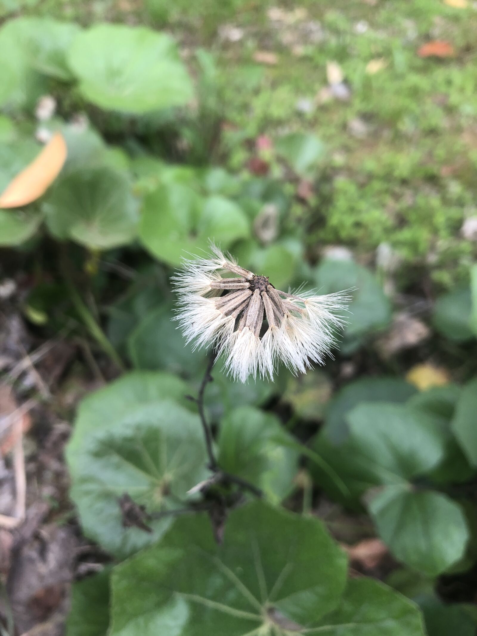 iPhone 8 Plus back dual camera 3.99mm f/1.8 sample photo. Flower, green, nature photography