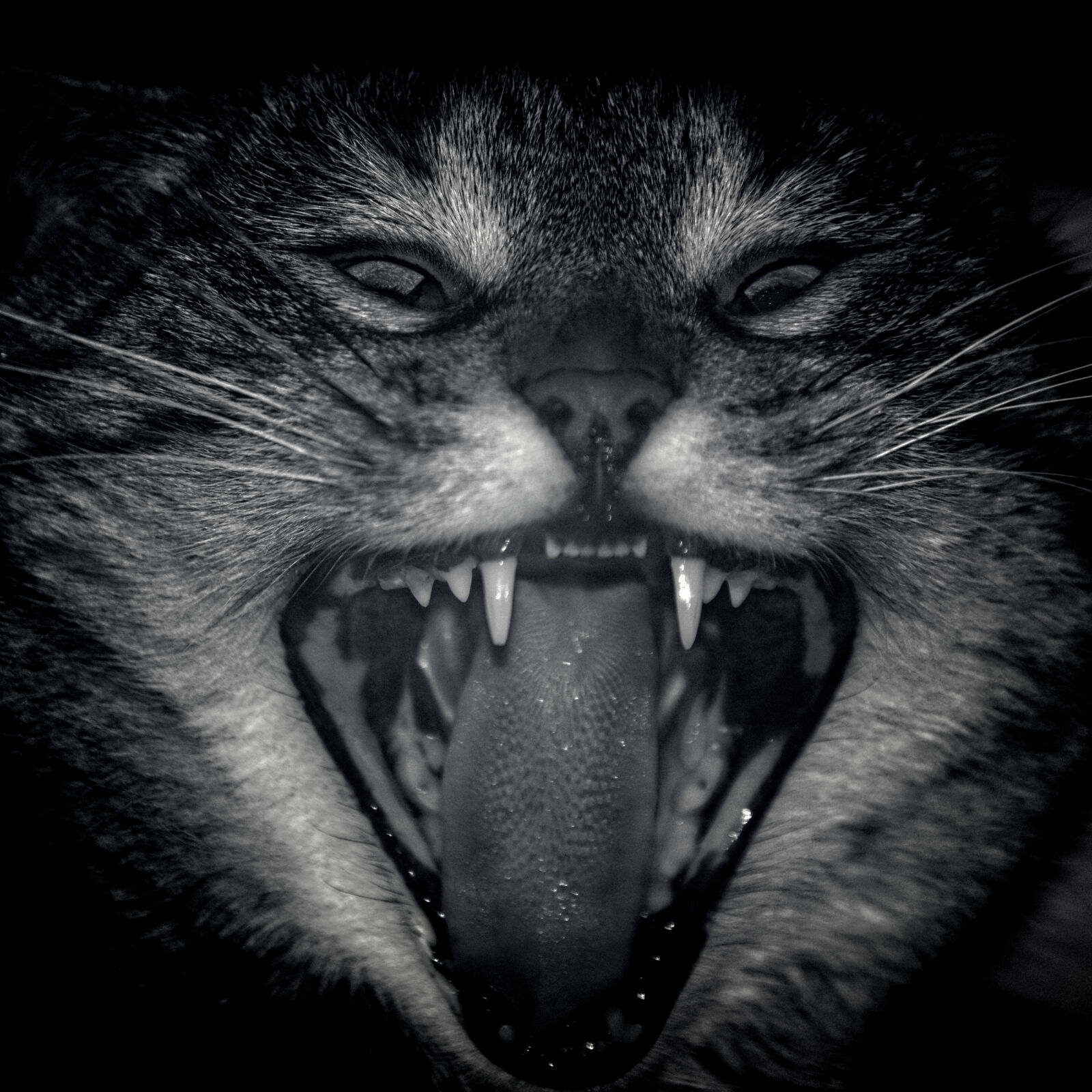 Nikon D3200 sample photo. Cat photography