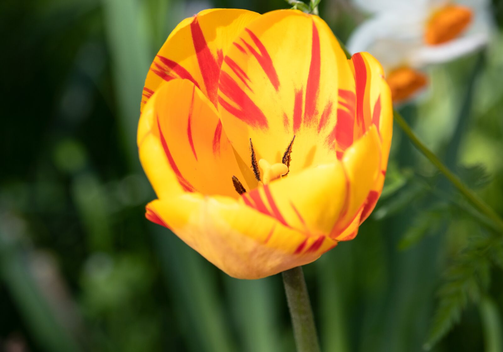 Canon EF-S 55-250mm F4-5.6 IS STM sample photo. Tulip, flower, plant photography