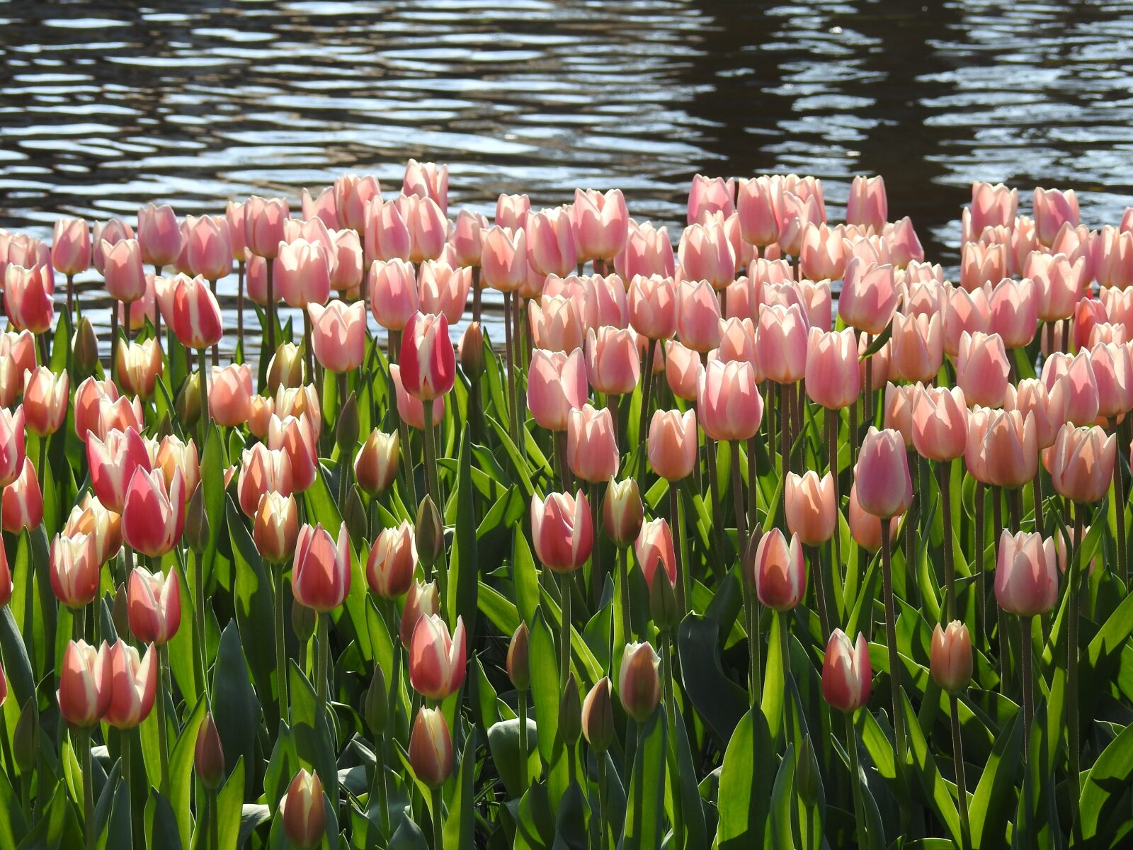 Nikon Coolpix P900 sample photo. Tulips, flower, spring photography