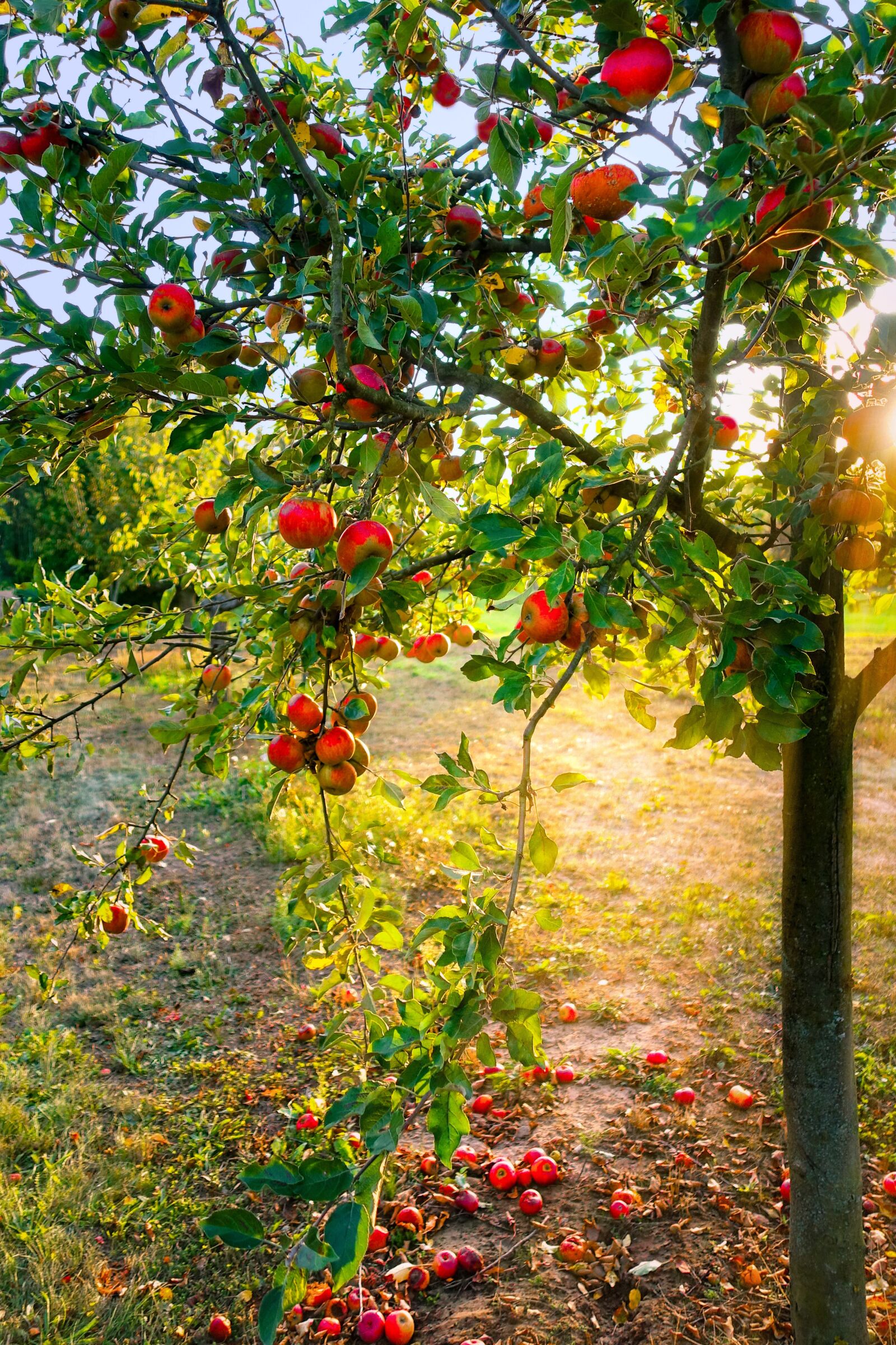 Sony DSC-RX100M5 sample photo. Apple tree, apple, light photography
