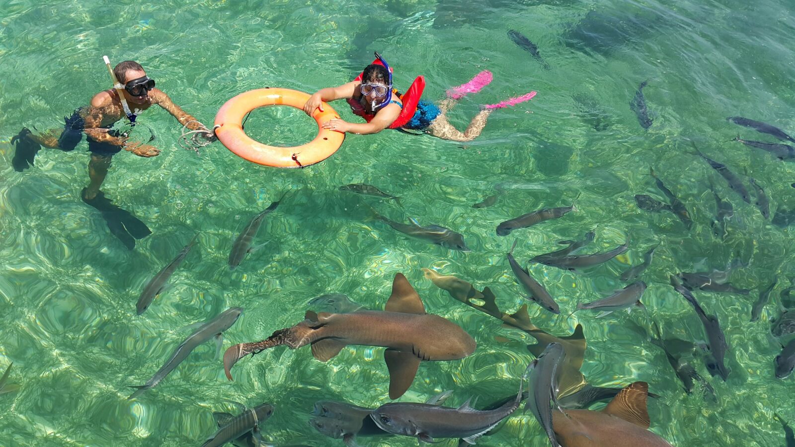 Samsung Galaxy Note4 sample photo. Belize, shark, marine park photography