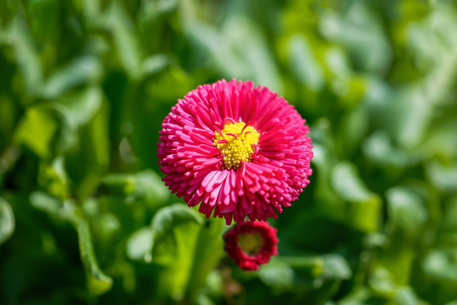 Nikon D7200 sample photo. Tausendsch n, daisy, medicinal photography