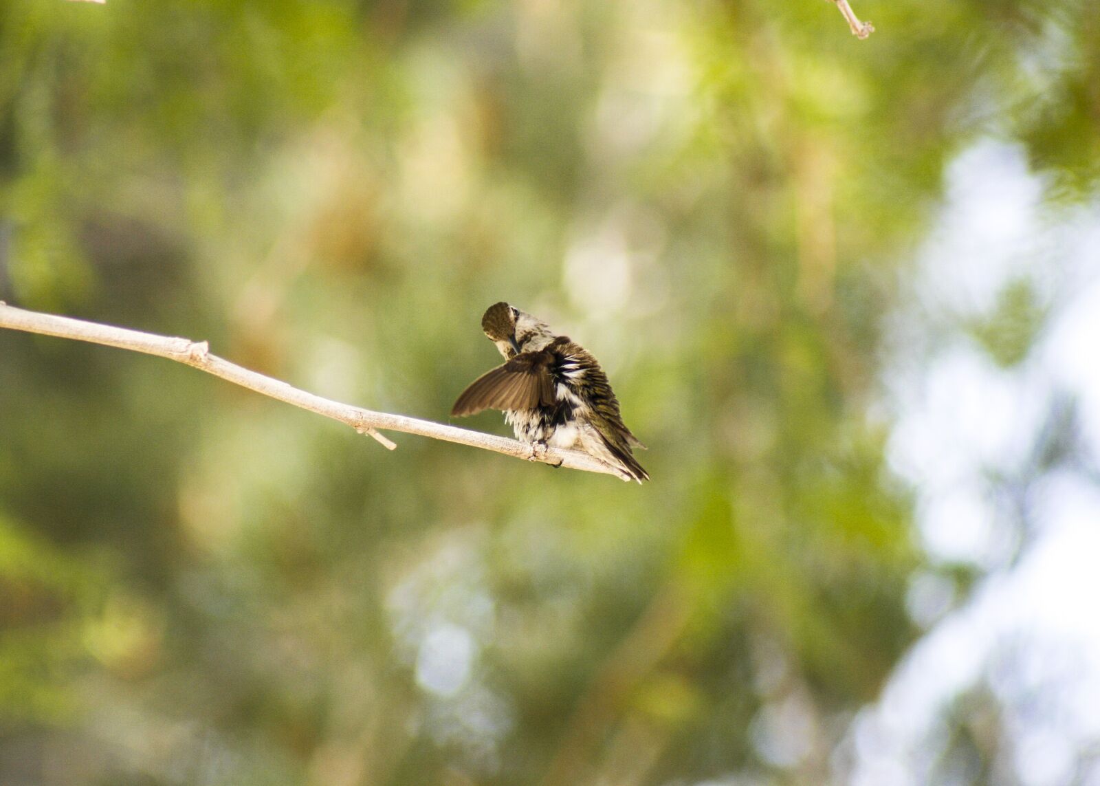 Canon EOS 400D (EOS Digital Rebel XTi / EOS Kiss Digital X) sample photo. Hummingbird, wings, feathers photography