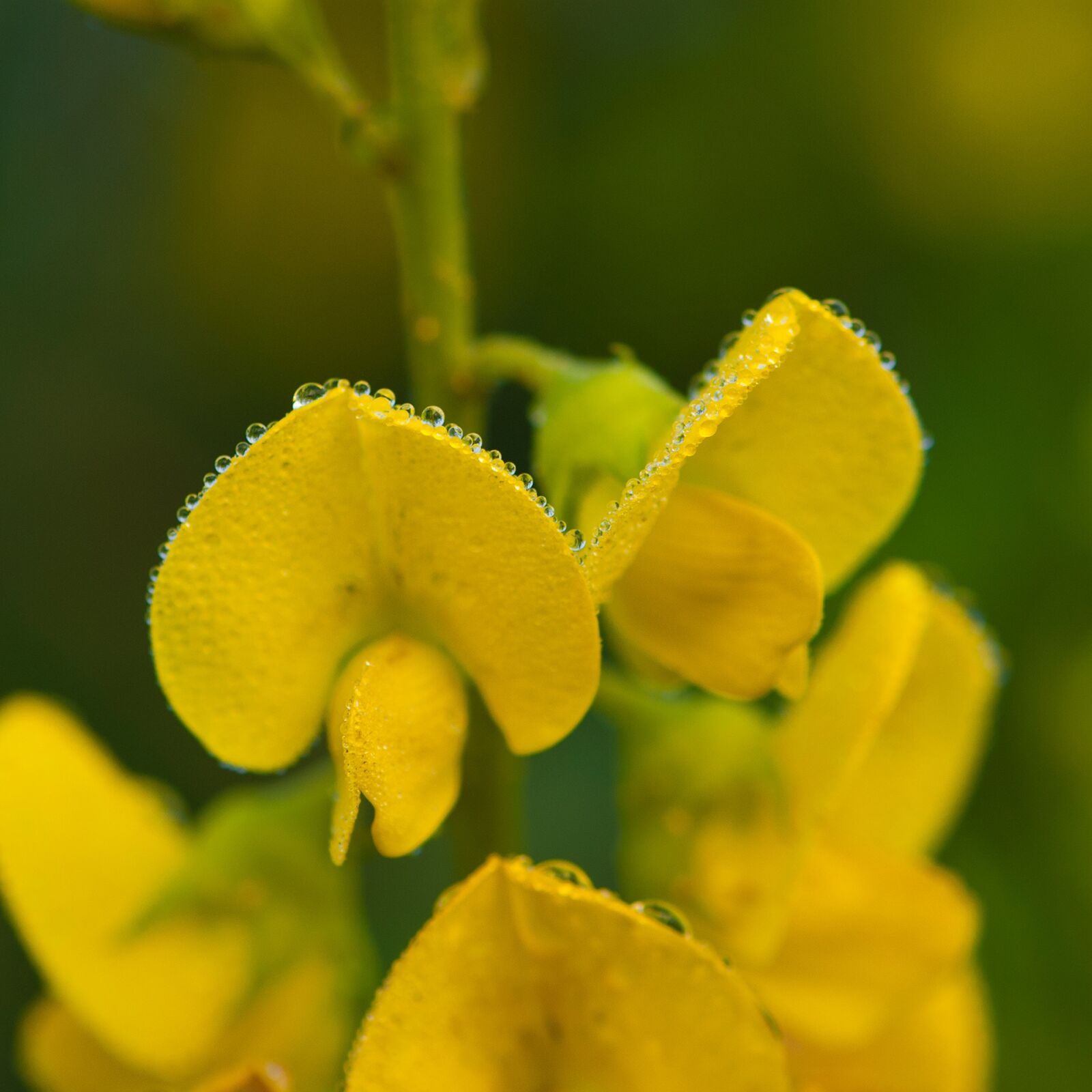 Nikon D80 sample photo. Yellow flowers, mist, natural photography