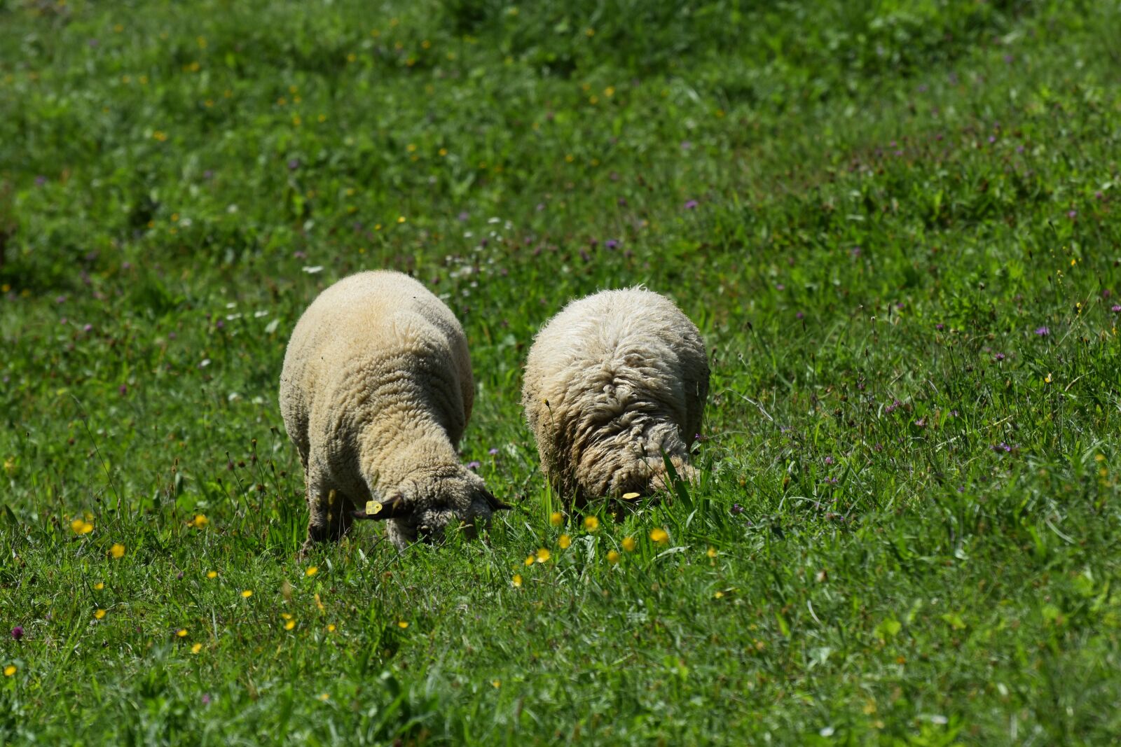 Nikon D3500 sample photo. Sheep, gras, nature photography