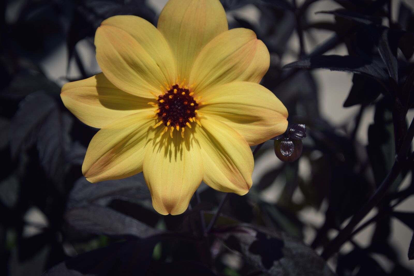 Nikon D5300 sample photo. Flower, flora, nature photography
