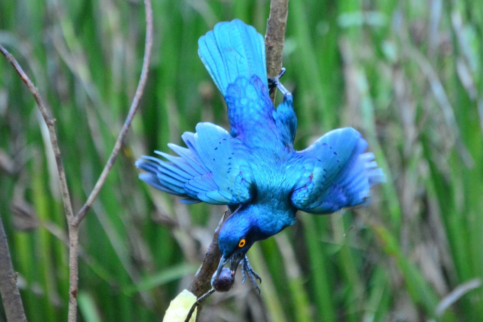 Nikon D5200 sample photo. Beautiful, bird, nature photography