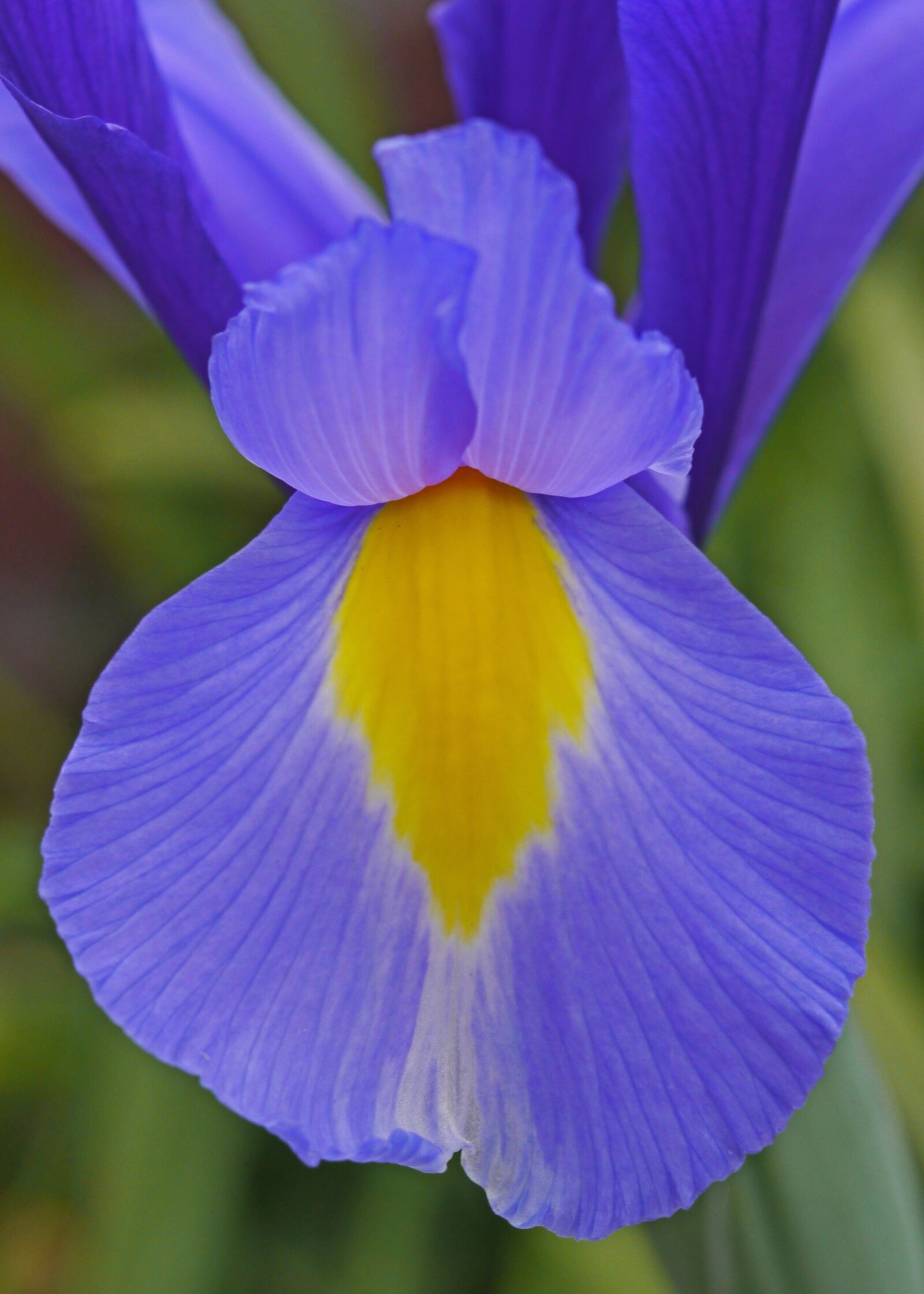 Panasonic Lumix DMC-GH2 sample photo. Flowers, iris, blue photography