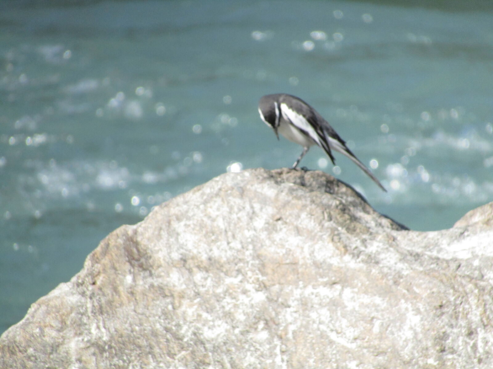 Canon PowerShot SX410 IS sample photo. Close, up, of, bird photography