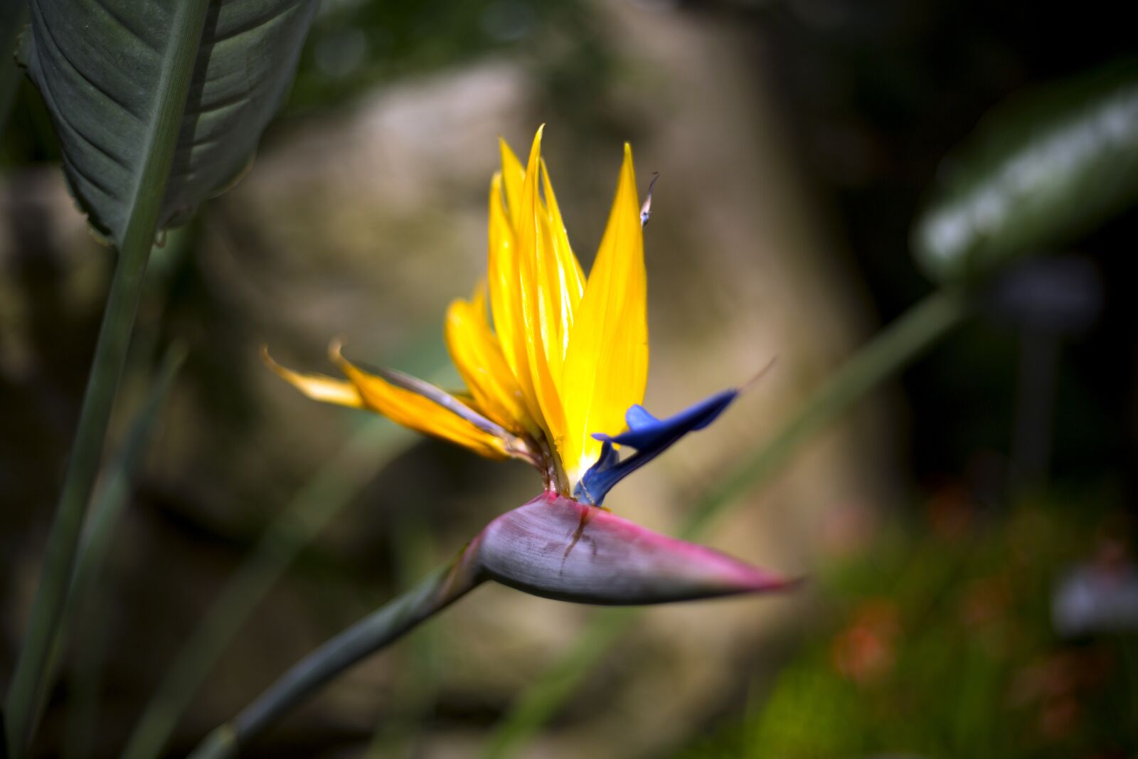Canon EOS 5D Mark III sample photo. Nature, outdoors, no one photography