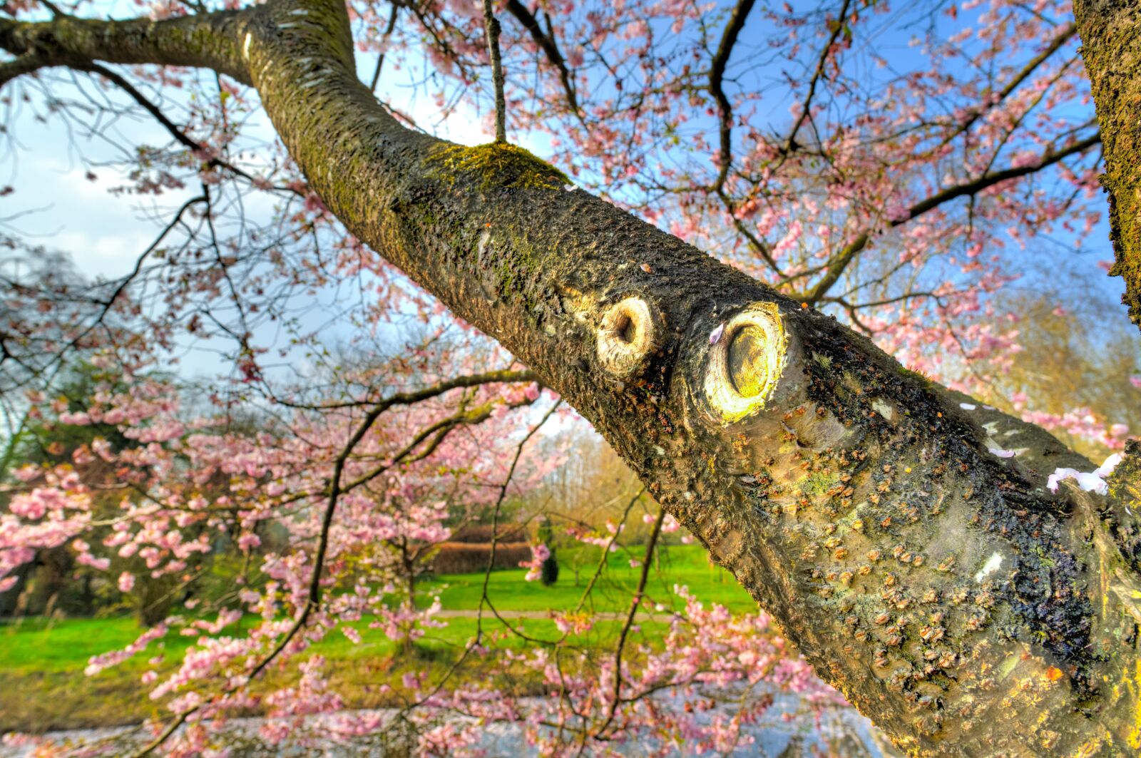 Nikon D610 sample photo. Pink, blossom, spring photography