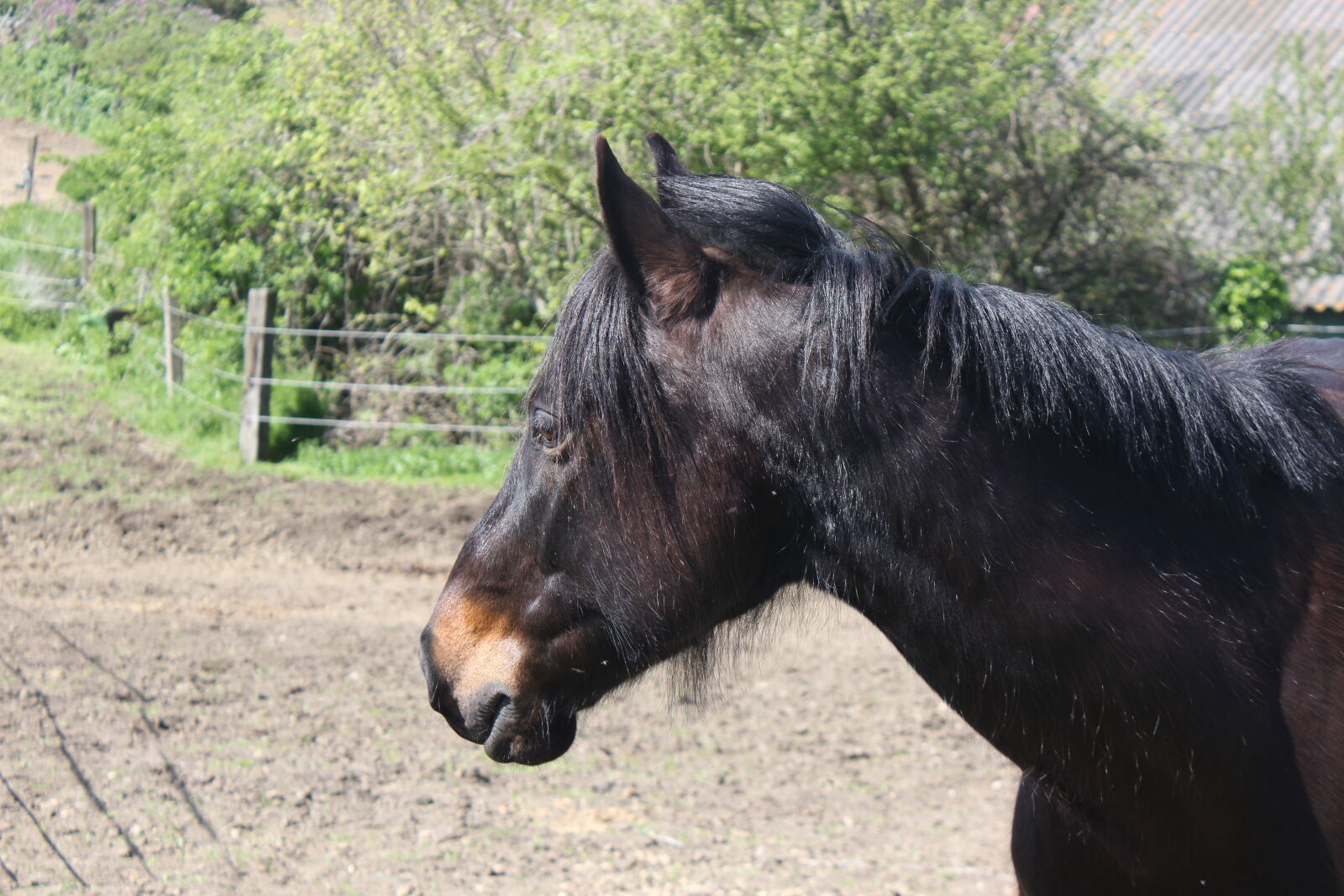 Canon EOS 600D (Rebel EOS T3i / EOS Kiss X5) sample photo. Black, black, horse, horse photography