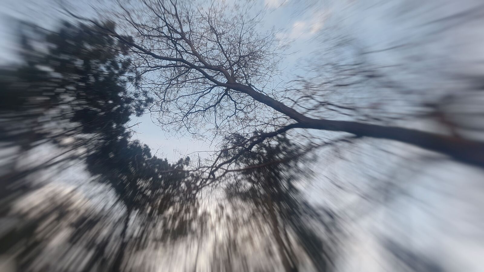 Samsung Galaxy S7 Edge sample photo. Tree, sky, forest photography