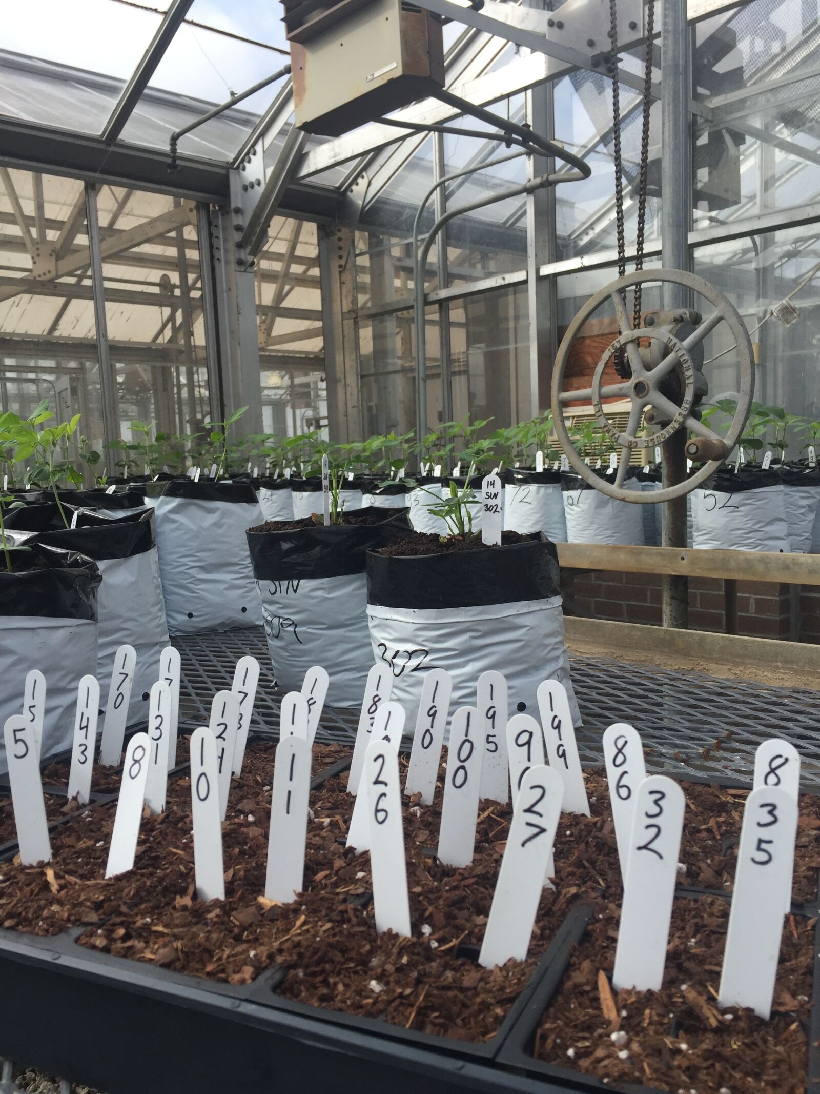 Apple iPhone 6 sample photo. Greenhouse, garden, growing photography