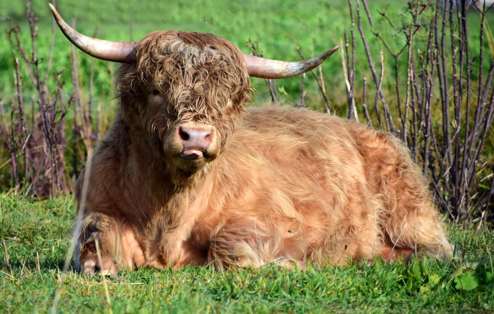Nikon D3300 sample photo. Beef, bull, pasture photography