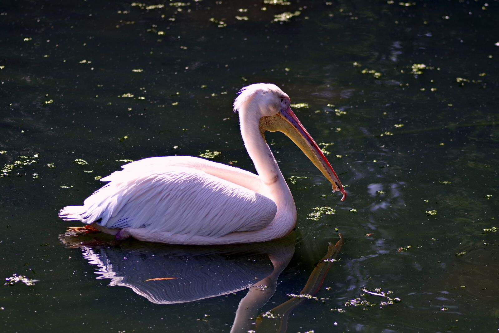 Pentax K-S2 sample photo. Pelikan, bird, beak photography