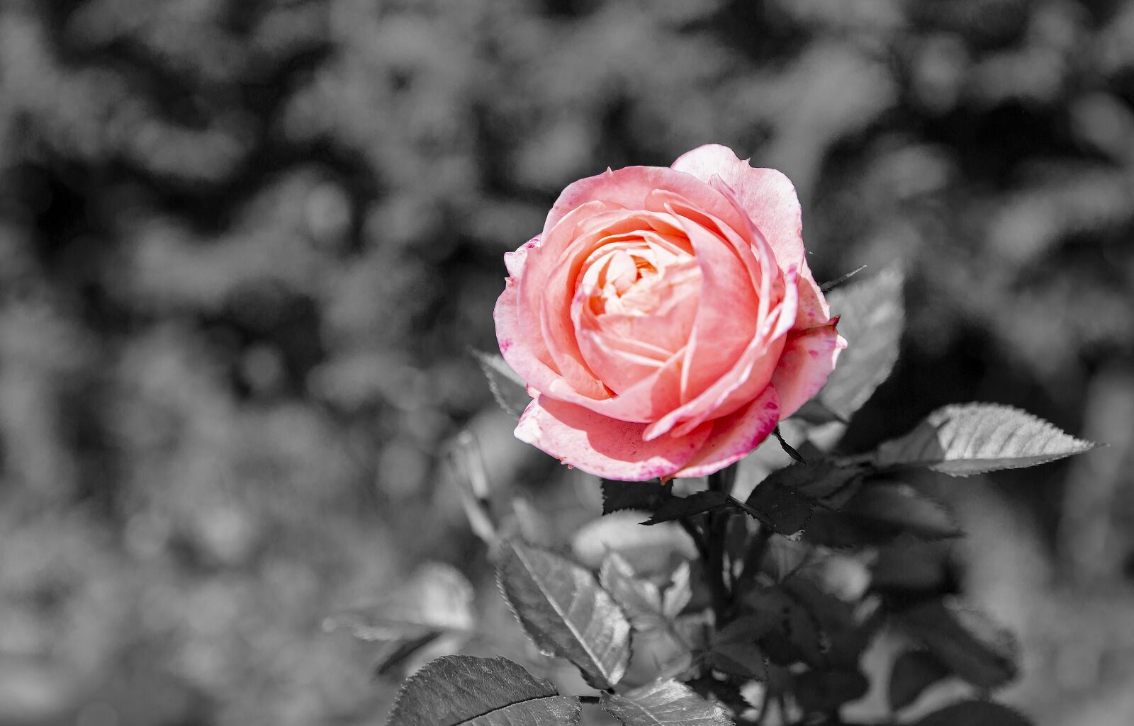 Canon EF 24-70mm F2.8L II USM sample photo. Background, black white, colour photography