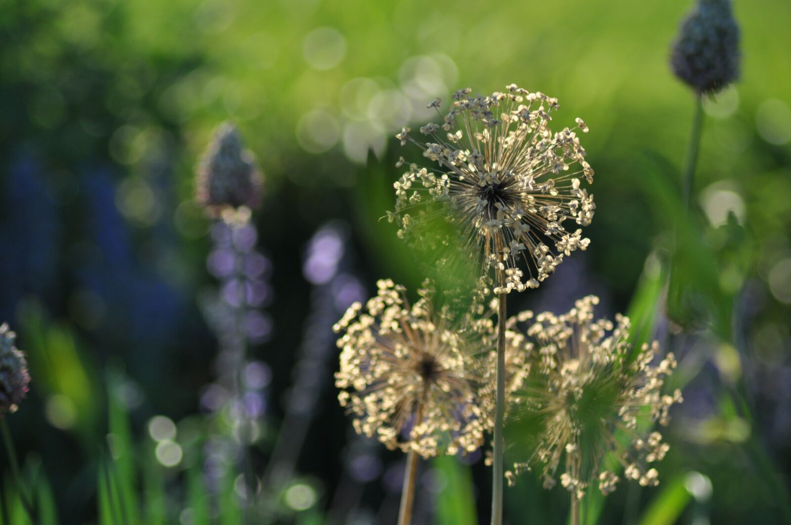 Nikon D90 sample photo. End of summer, summer photography