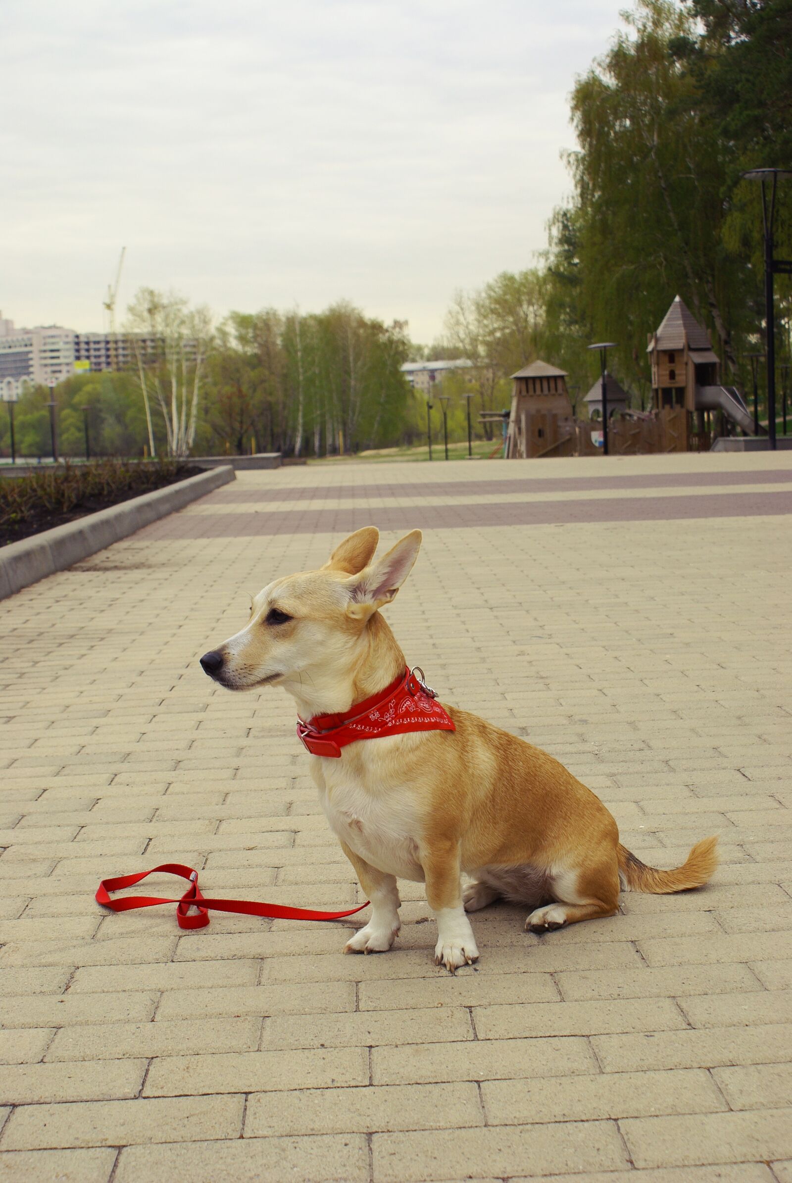 Sony Alpha DSLR-A100 sample photo. Dog, park, city photography
