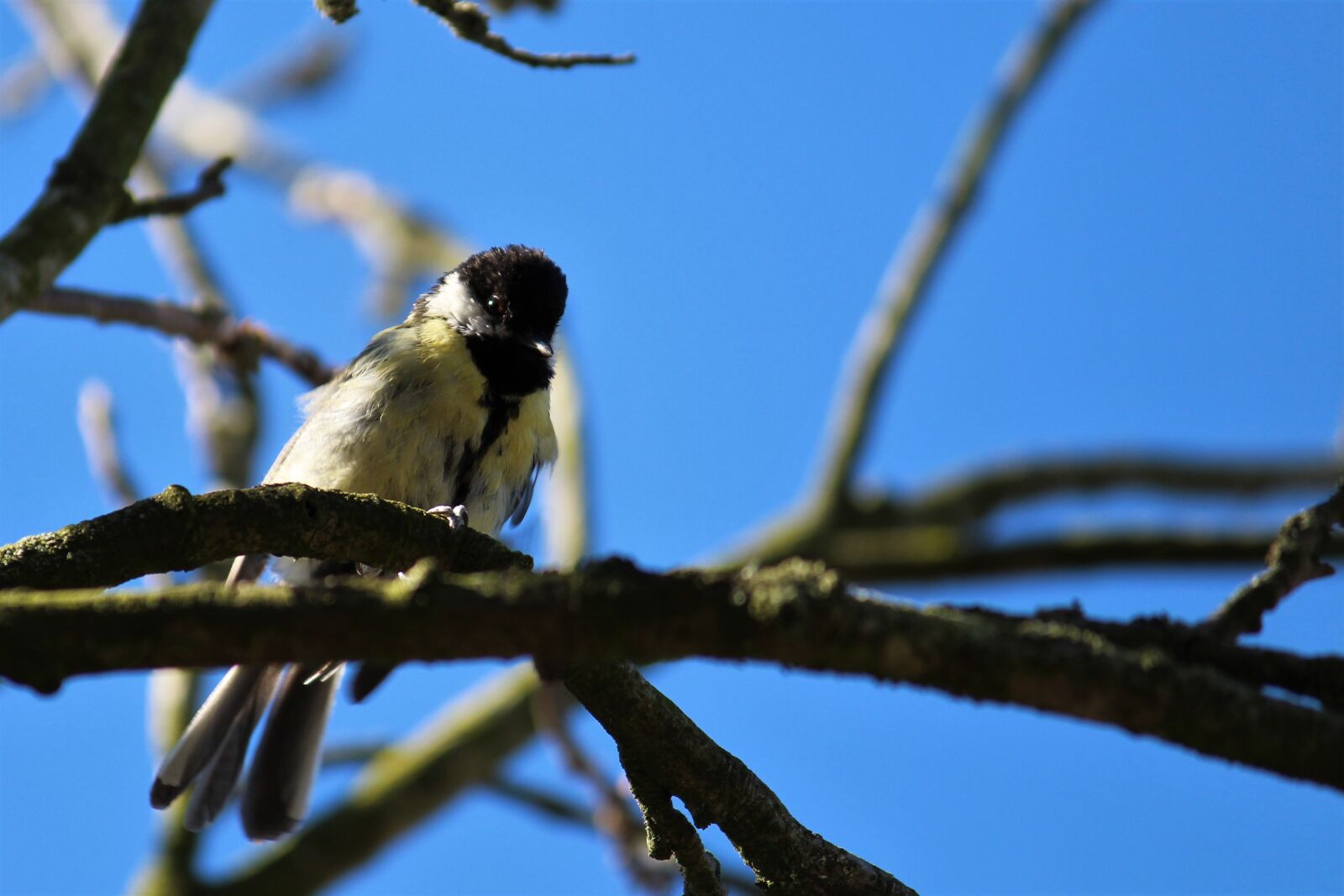 Canon EOS 4000D (EOS Rebel T100 / EOS 3000D) sample photo. Bird, garden, branch photography