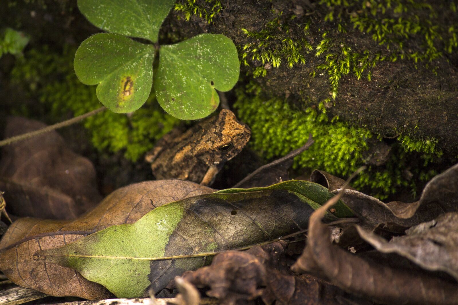 Canon EOS 700D (EOS Rebel T5i / EOS Kiss X7i) sample photo. Frog, rainforest, tree frog photography