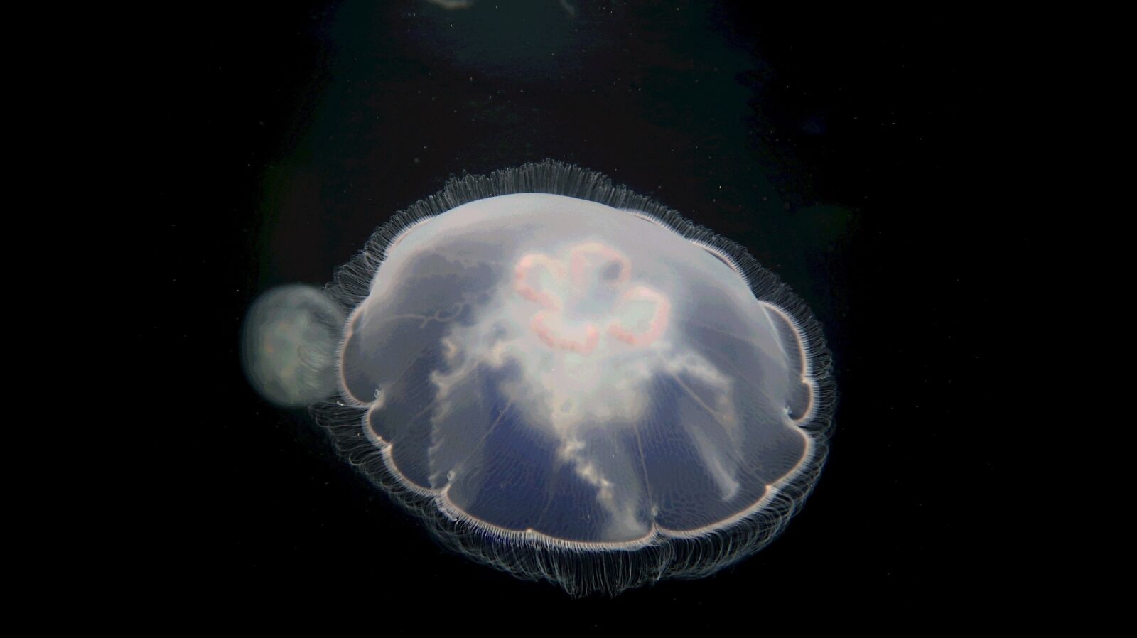 Canon PowerShot G7 X Mark II sample photo. Jellyfish, pacific sea nettle photography