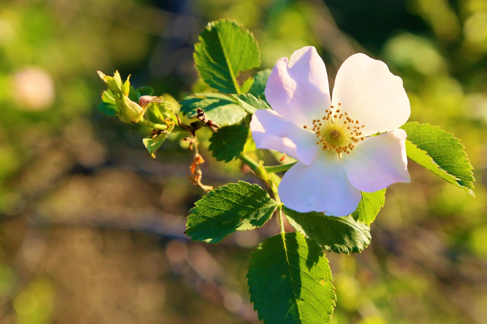 Canon EF 24-105mm F4L IS USM sample photo. Flower, spring, nature photography