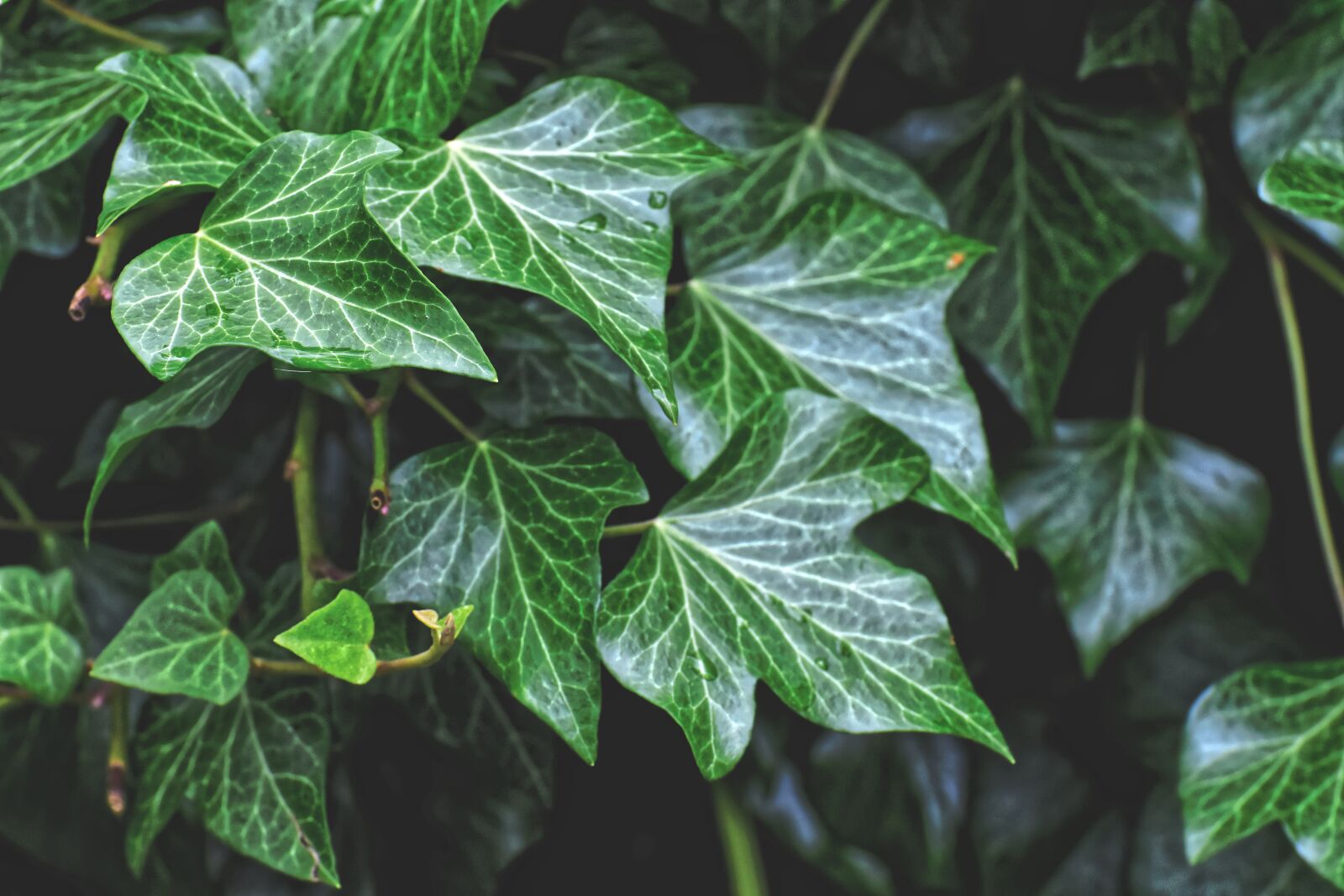 Nikon D7200 sample photo. Ivy, plant, garden photography