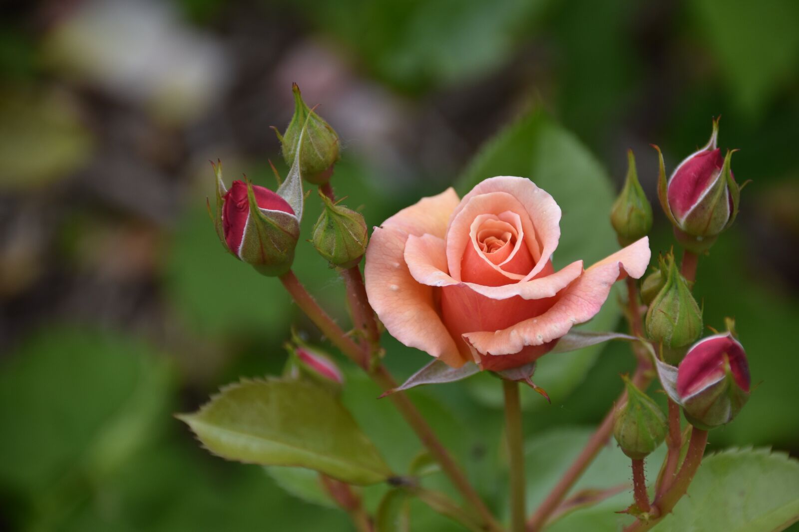Nikon D5600 sample photo. Flower, flowers, pink photography