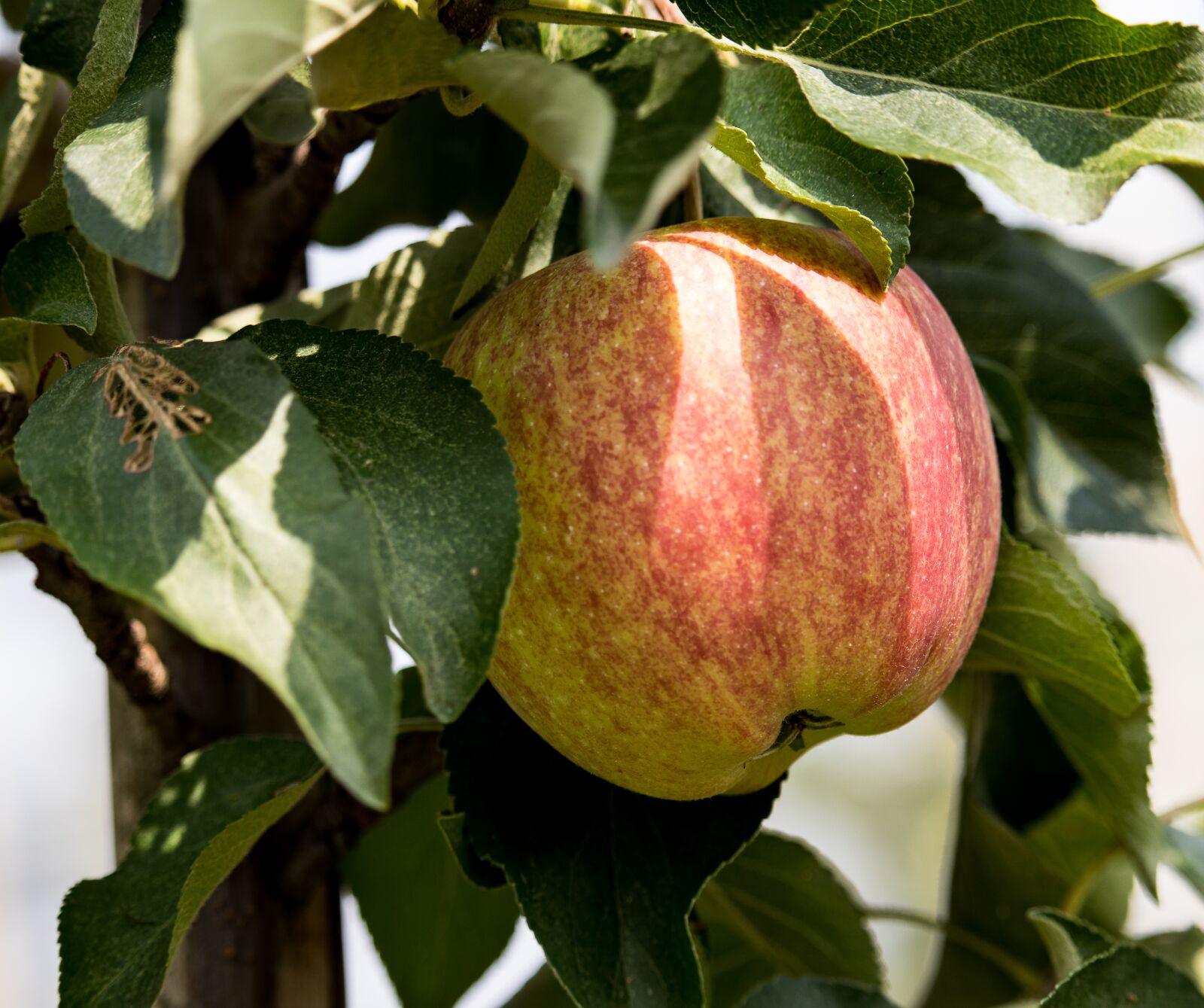 Canon EF-S 55-250mm F4-5.6 IS STM sample photo. Apple, apple tree, fruit photography