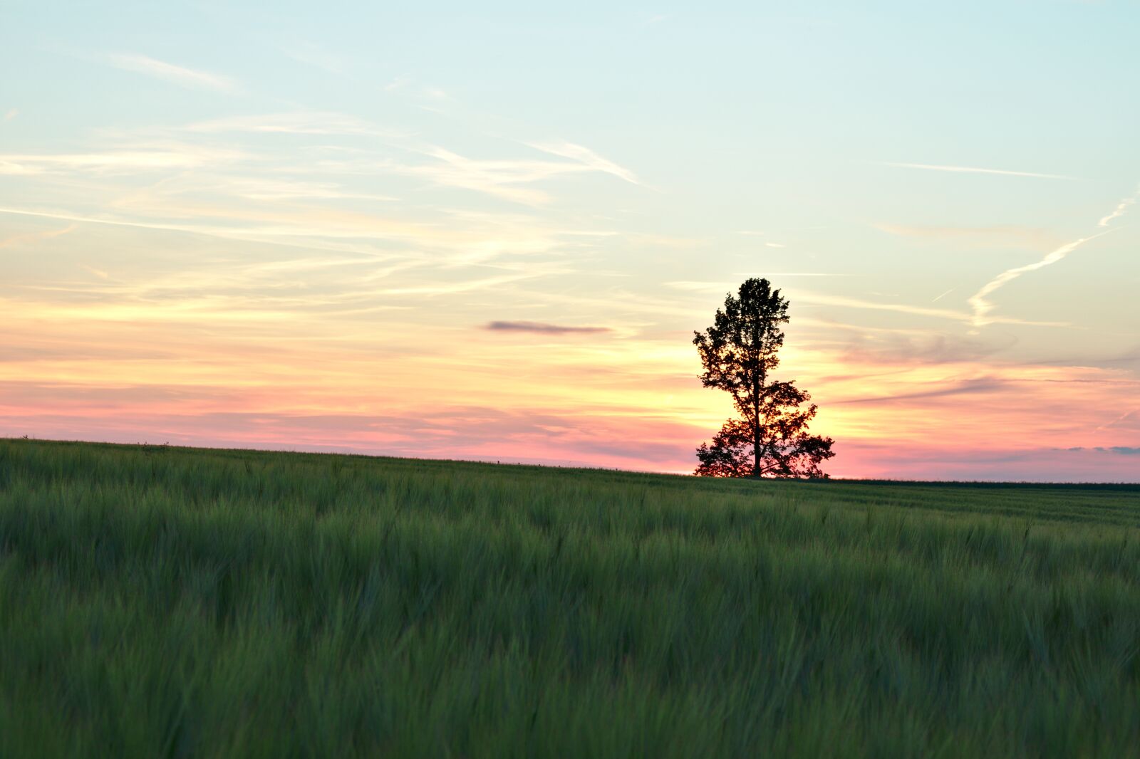 Canon EOS 77D (EOS 9000D / EOS 770D) sample photo. Sunset, tree, field photography