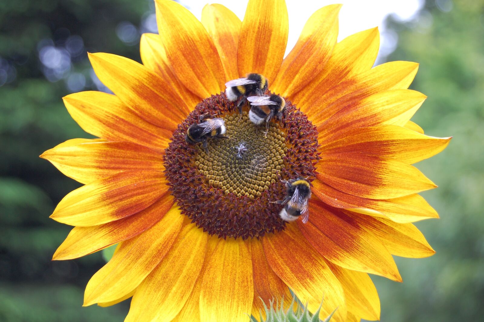 Nikon D40 sample photo. Bees, sunflower, summer photography
