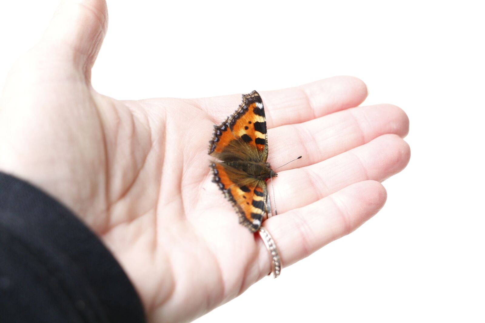 Canon EOS 700D (EOS Rebel T5i / EOS Kiss X7i) sample photo. Butterfly photography