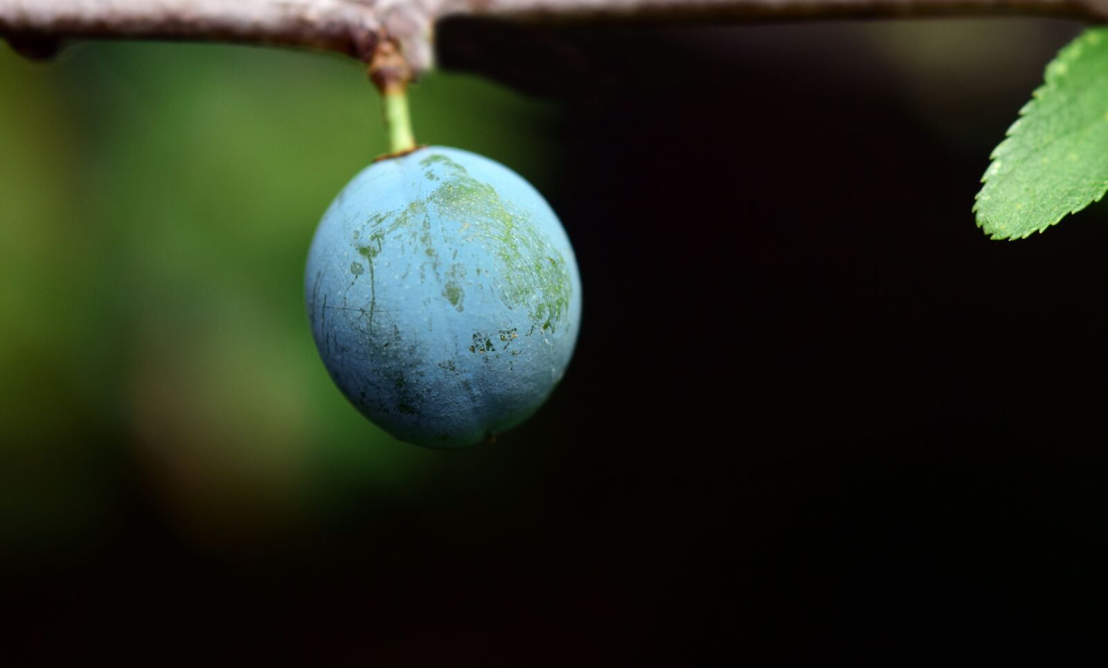 Nikon D3300 sample photo. Blackthorn, prunus spinosa, schlehendorn photography