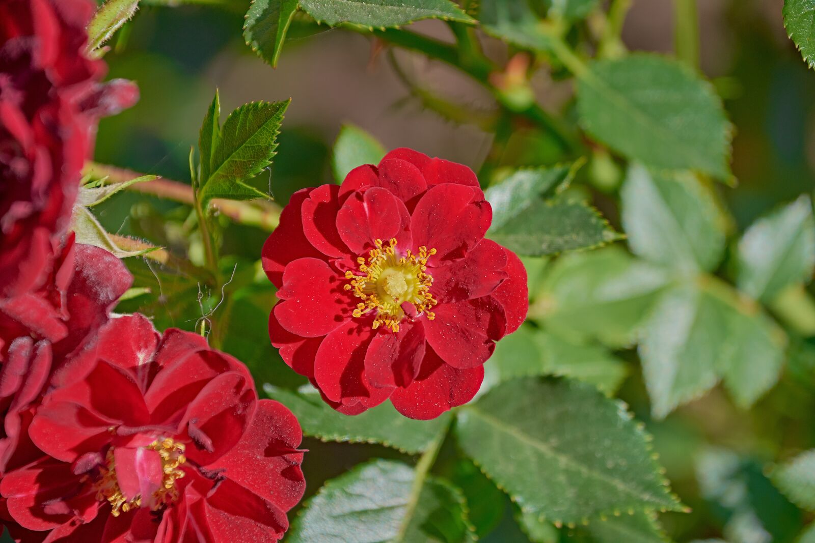 Nikon D7200 sample photo. Flower, garden, plant photography