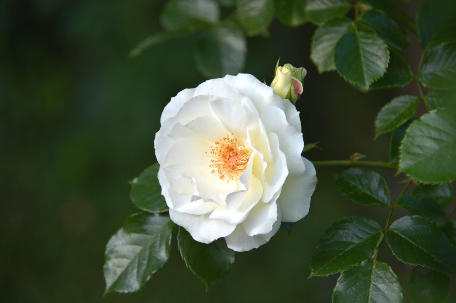 Nikon Df sample photo. Inner wheel rose, inner photography