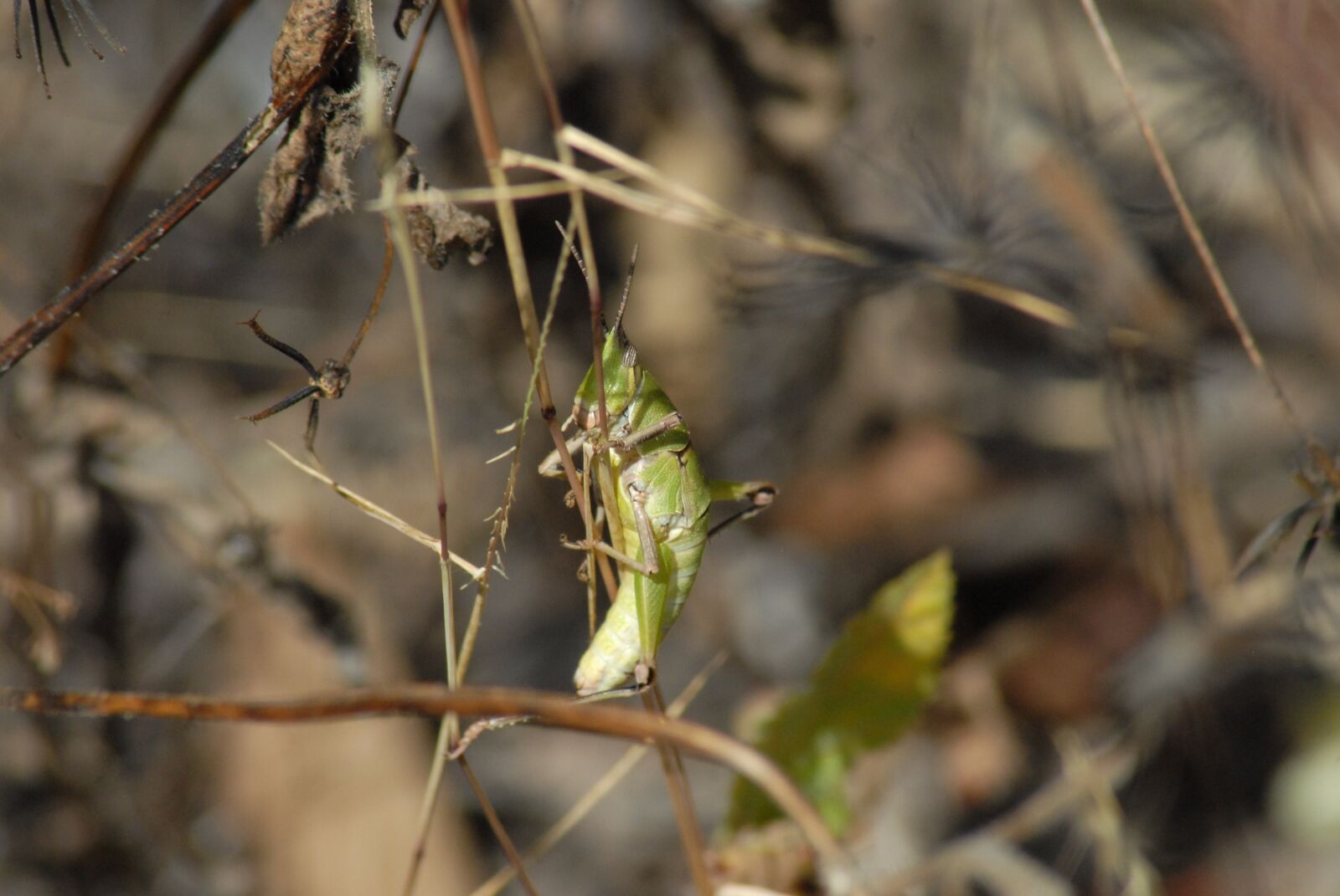 Nikon D200 sample photo. Insects, chapulines, nature photography