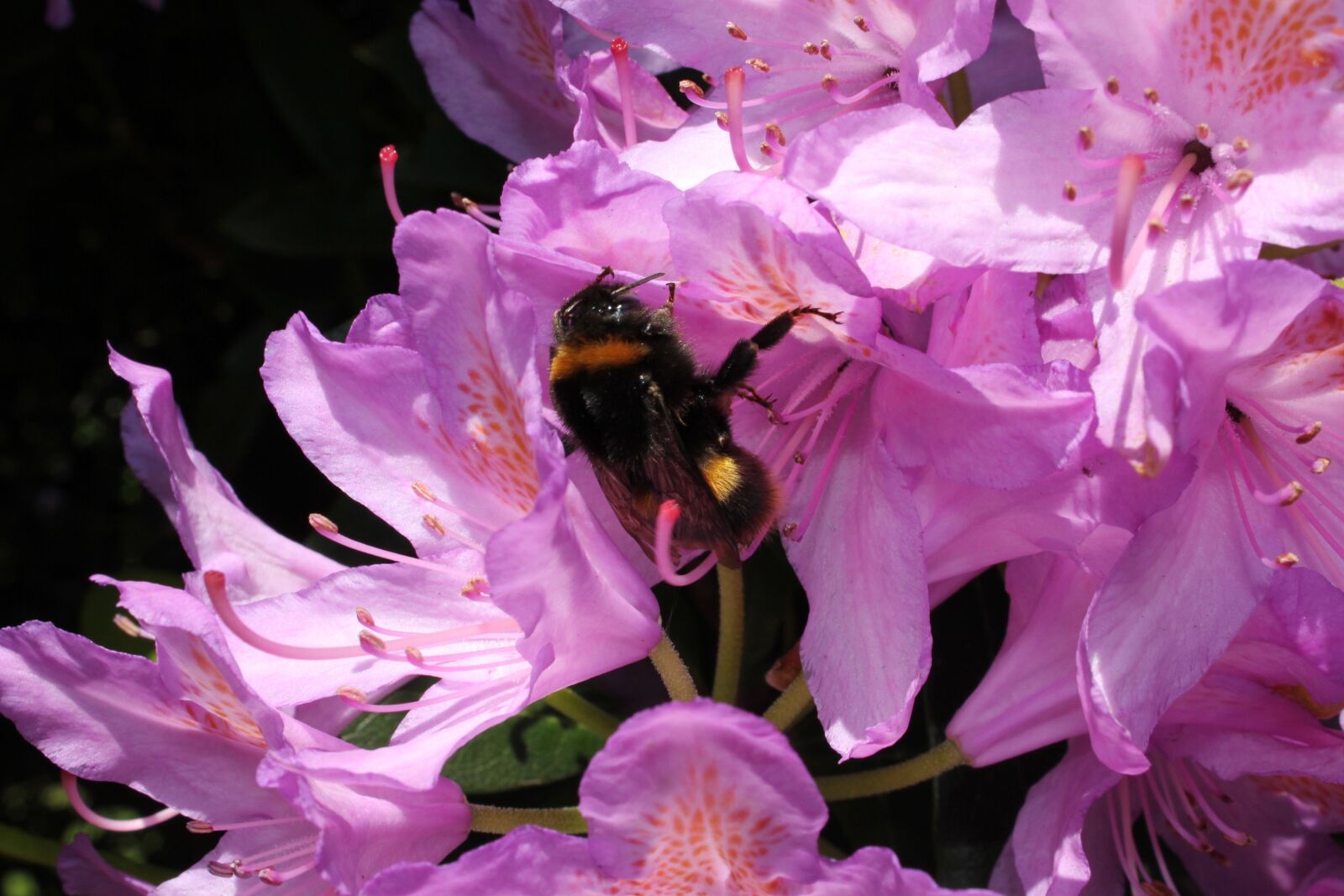 Canon EOS 550D (EOS Rebel T2i / EOS Kiss X4) sample photo. Bee, nature, garden photography