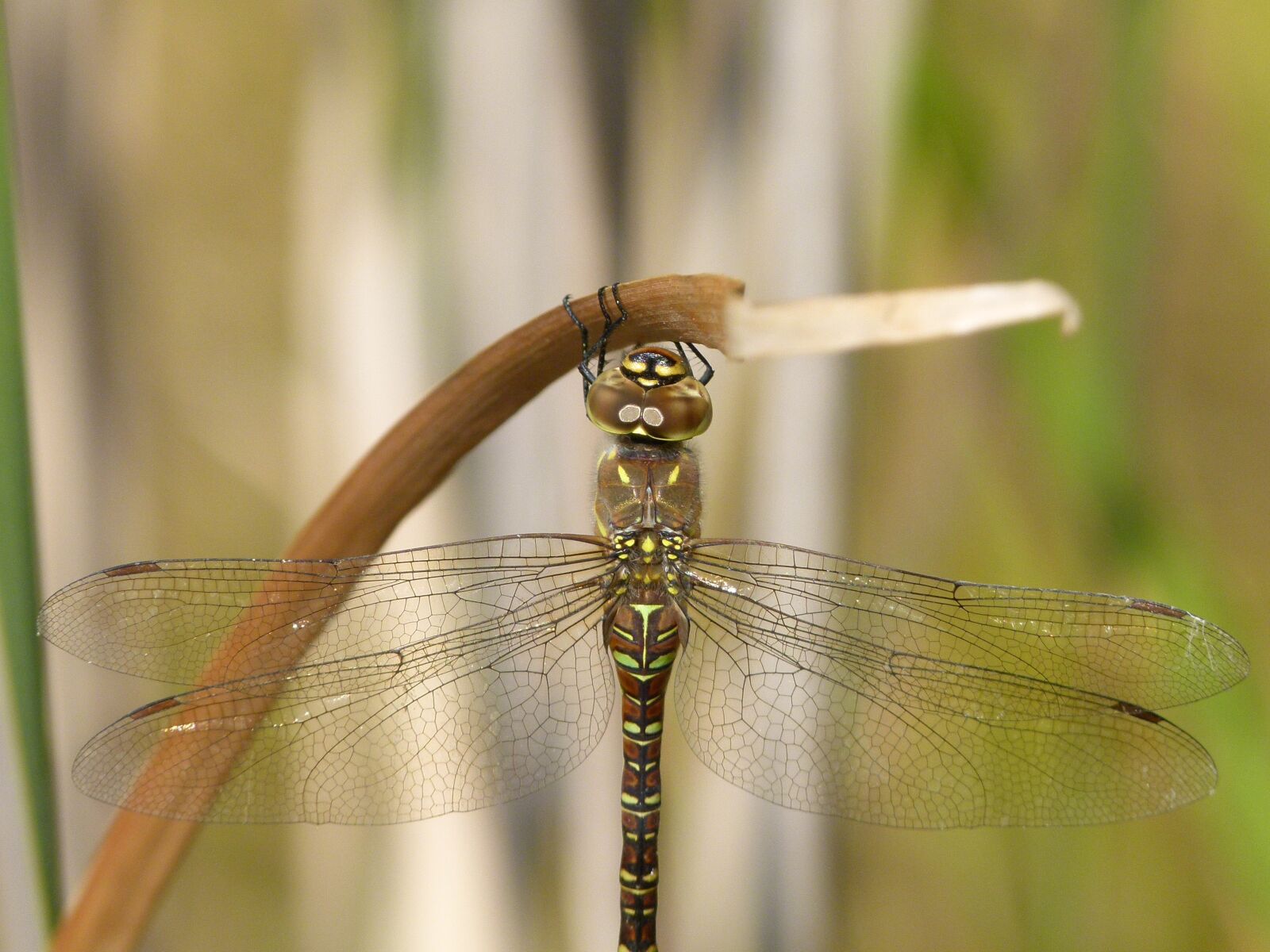 Leica V-Lux 2 sample photo. Dragonfly, dragonfly tiger, aeshna photography