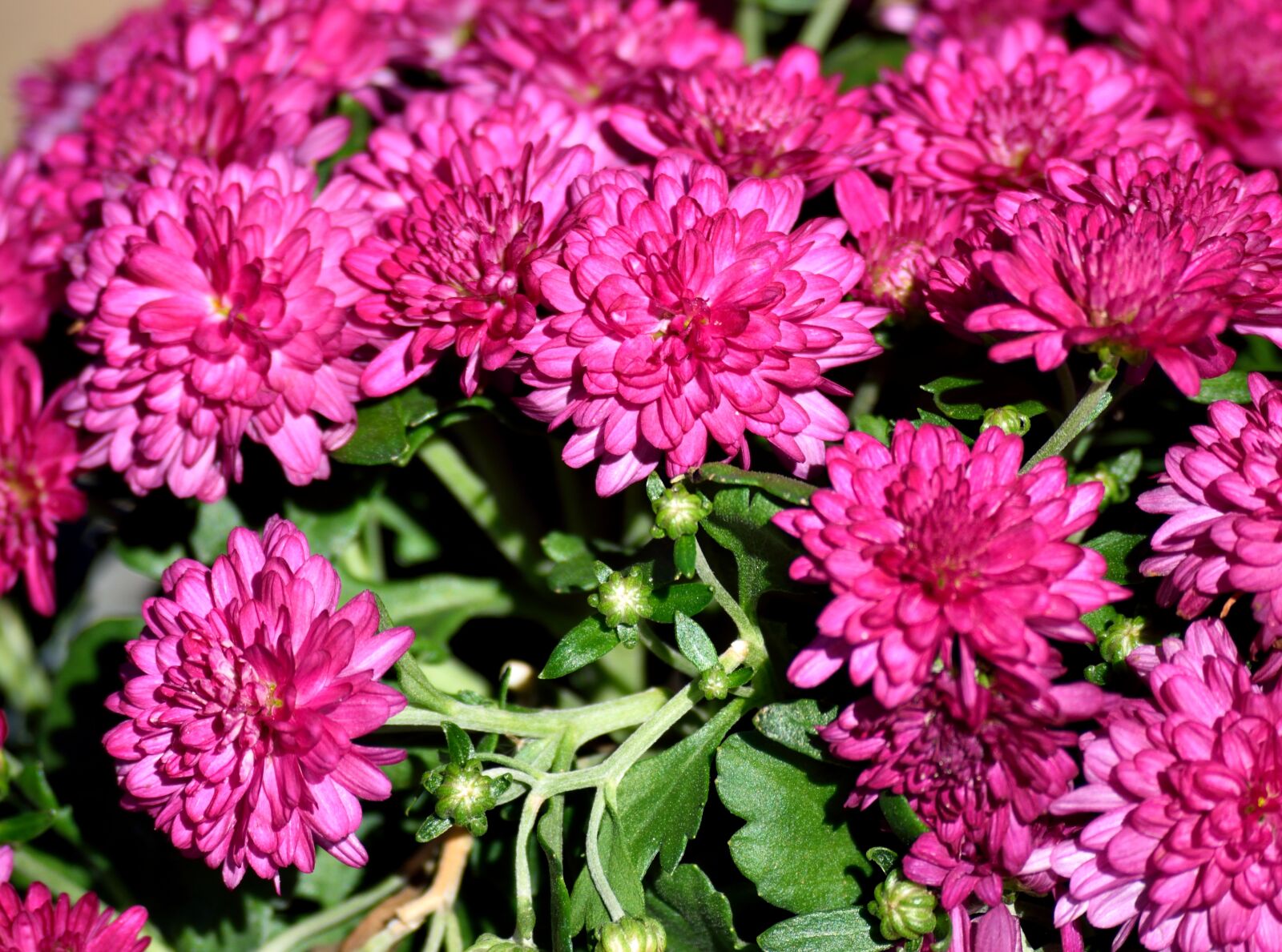 Nikon D3300 sample photo. Mum flowers, vibrant, pink photography