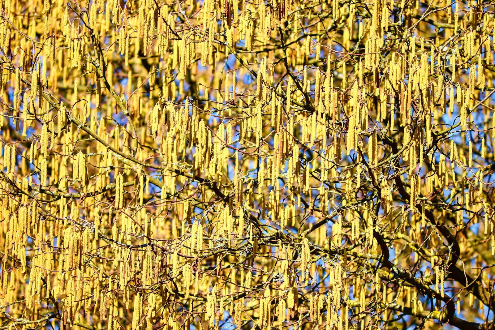Canon EOS 200D (EOS Rebel SL2 / EOS Kiss X9) sample photo. Blossom kitten, yellow, hazelnut photography